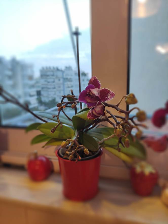 Τα φυτά κι εγώ!&nbsp;🌷