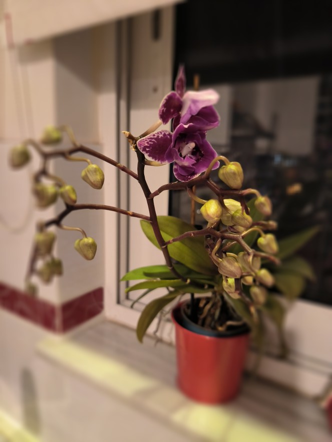 Τα φυτά κι εγώ! (part 2)&nbsp;🌸